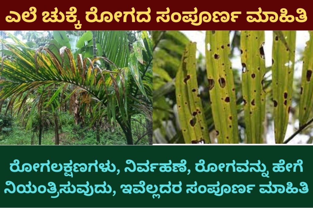 Areca nut plant Yellow leaf disease