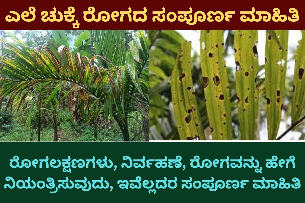 Areca nut plant Yellow leaf disease