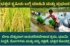 Paddy crop information in kannada