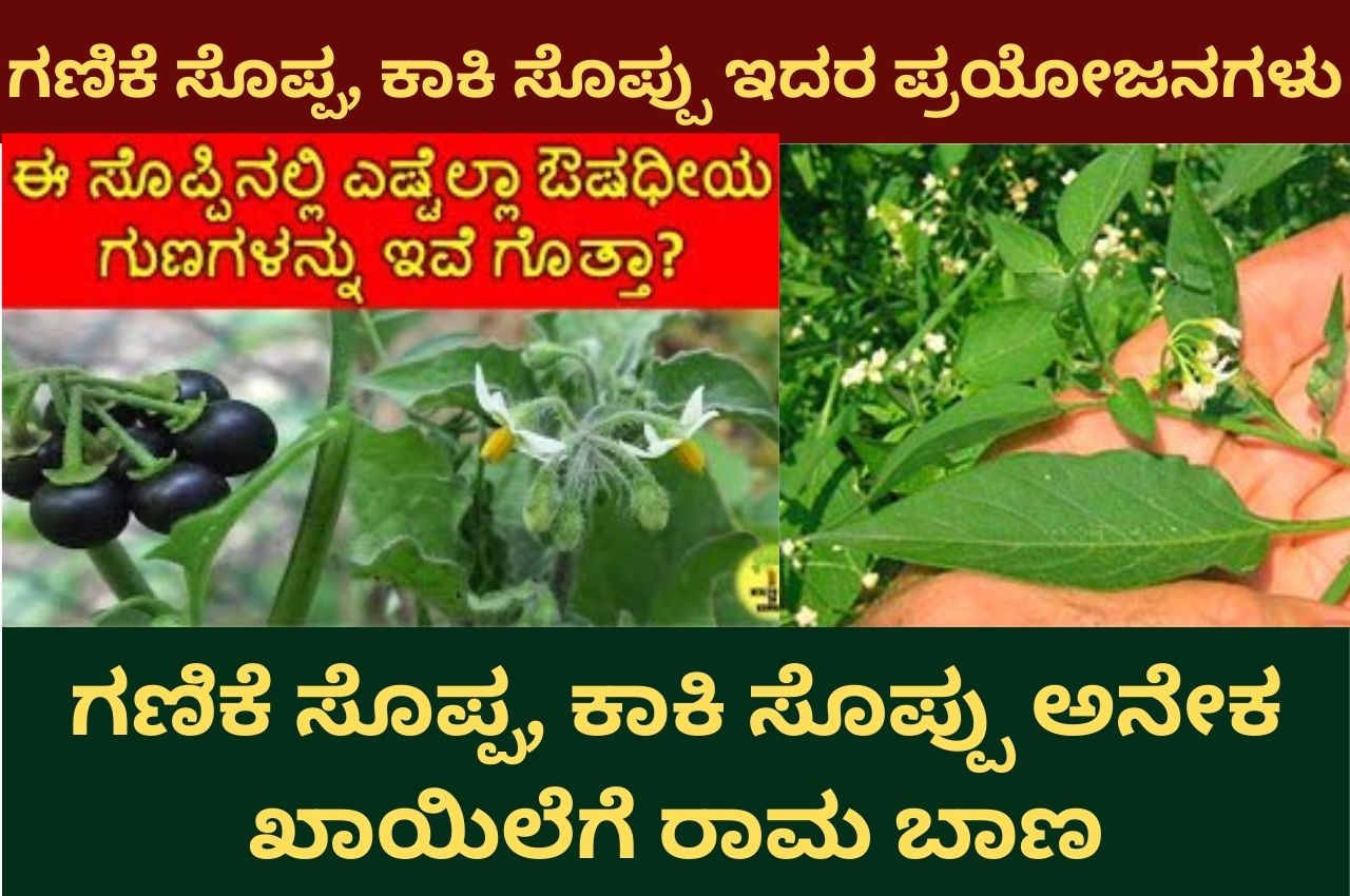 ganike soppu in kannada