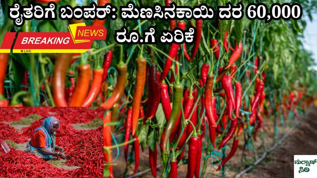 good news for former Price of chilies increased to Rs 60,000