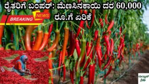 good news for former Price of chilies increased to Rs 60,000