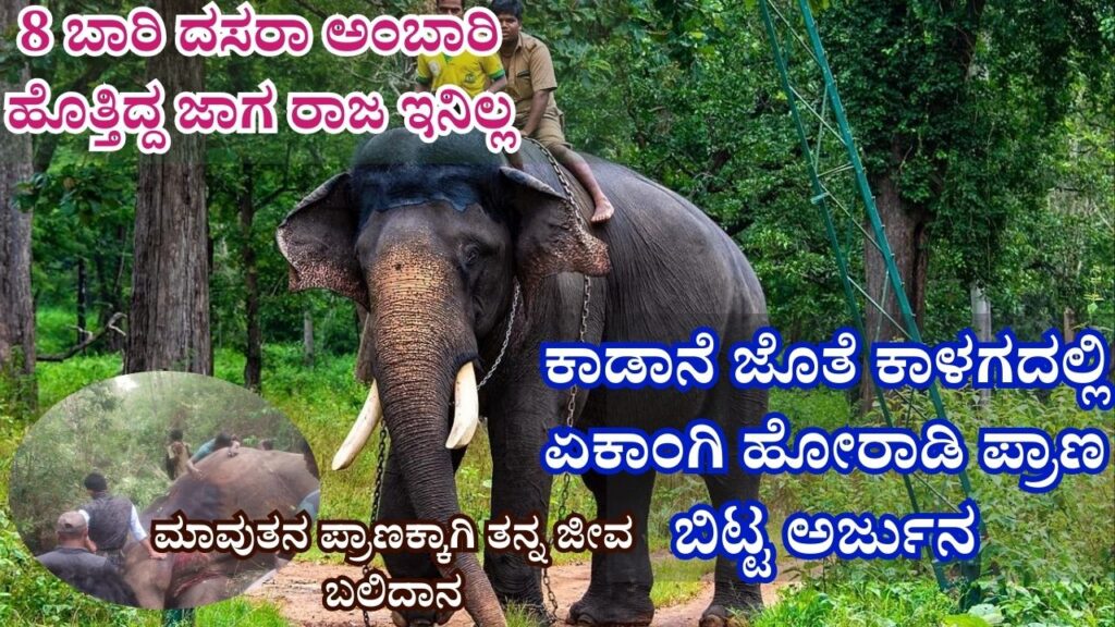 mysuru dasara elephant arjuna dies in wild tusker capture operation