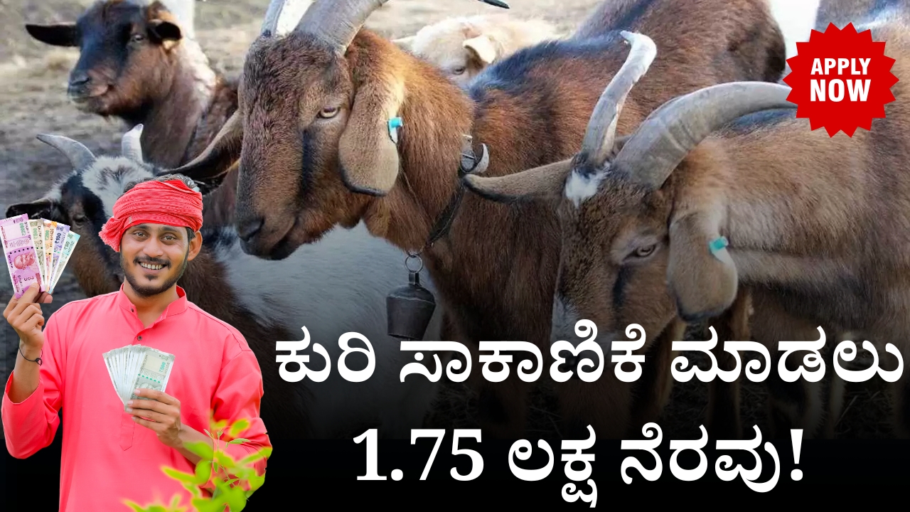 1.75 lakh assistance for sheep farming